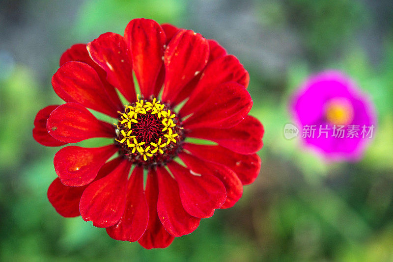 红色和紫色百日草(Zinnia elegans)花